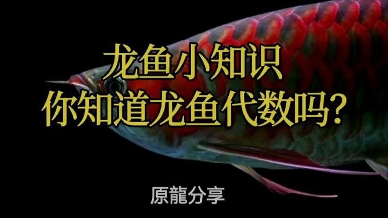龍魚血統證書有何用