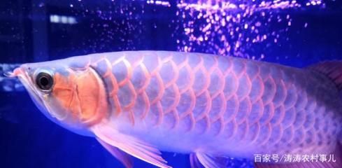 你是金龍魚嗎：金龍魚是一個什么品牌？
