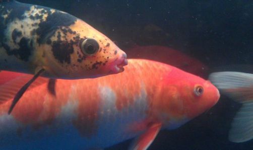 龍魚嘴爛怎么回事（龍魚嘴爛可能由多種因素引起，以下原因及其解釋和治療方法）