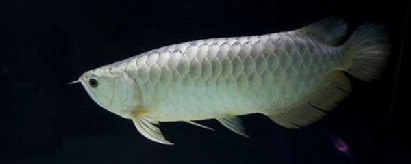 龍魚嘴爛怎么回事（龍魚嘴爛可能由多種因素引起，以下原因及其解釋和治療方法）