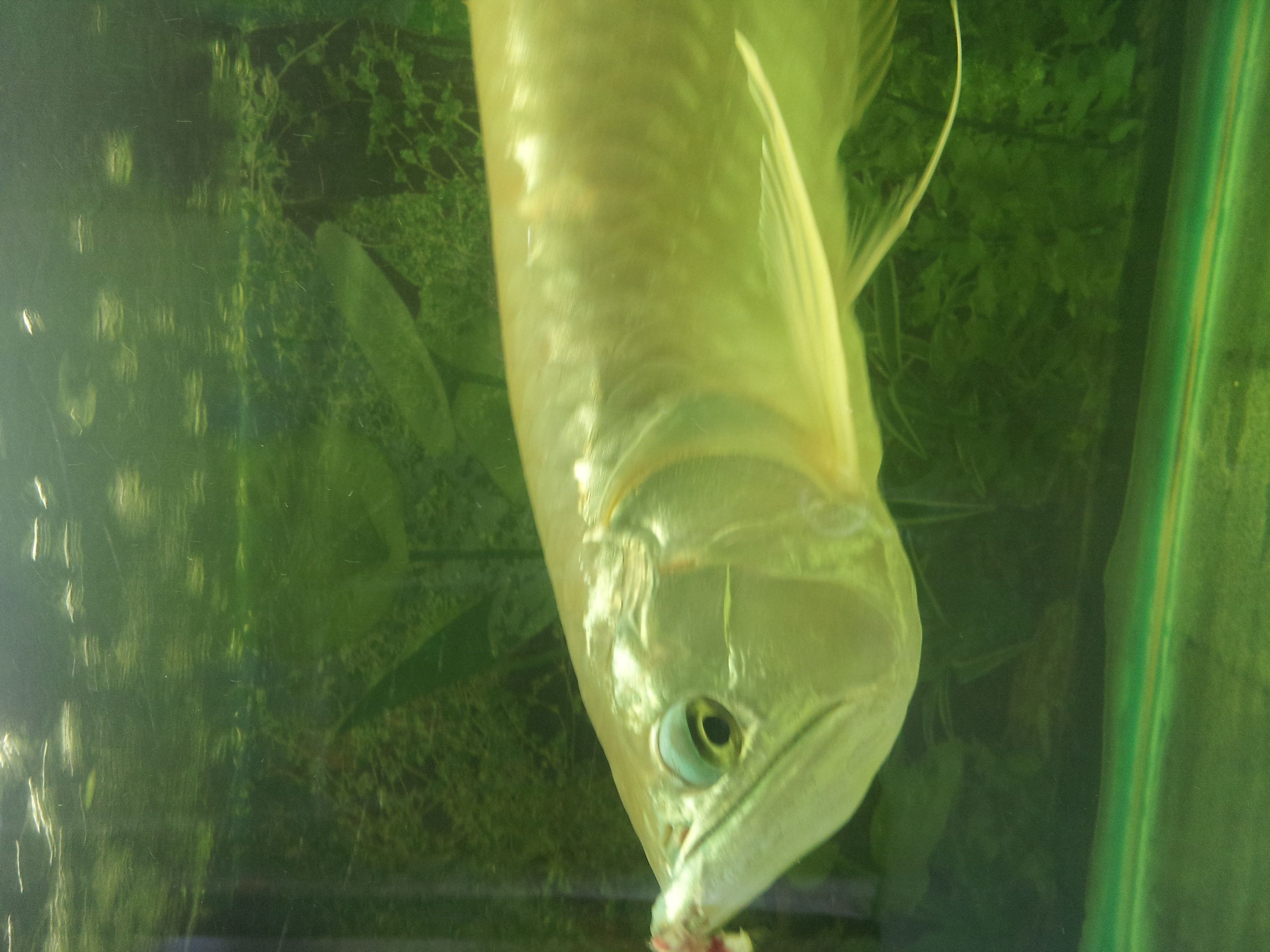 龍魚嘴爛怎么回事（龍魚嘴爛可能由多種因素引起，以下原因及其解釋和治療方法）