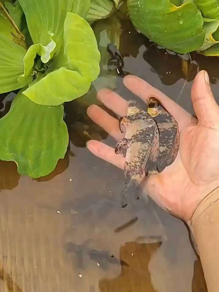 胭脂魚可以和龍魚混養么視頻教程