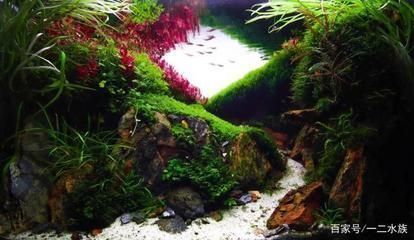 魚缸60缸標準尺寸（60厘米魚缸承重要求60厘米魚缸維護技巧60厘米魚缸適養(yǎng)魚種）
