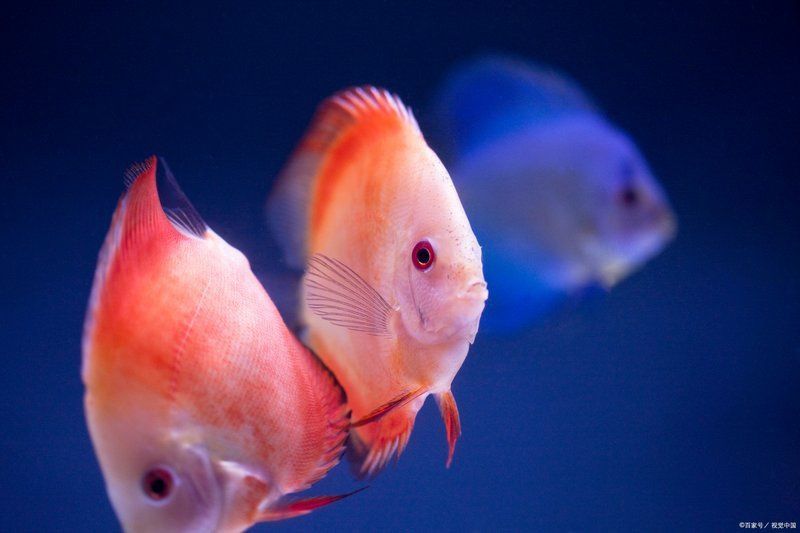 黑鱗龍魚會認主人嗎