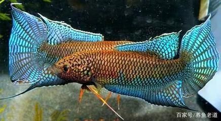 和曼龍魚混養的魚（曼龍魚能和什么魚混養）