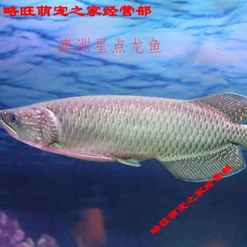 澳洲金龍魚圖片