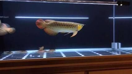 過(guò)背金龍魚第六排什么時(shí)候亮：過(guò)背金龍魚第六排什么時(shí)候亮起