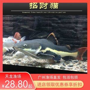 廣州紅龍魚批發市場在哪里啊：廣州紅龍魚批發市場