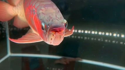 廣州紅龍魚批發市場在哪里啊：廣州紅龍魚批發市場