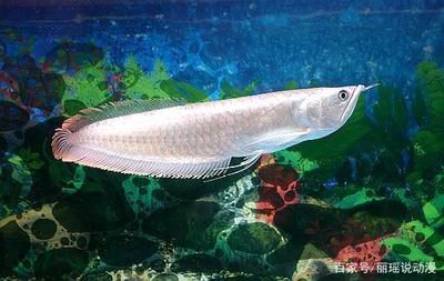怎么樣養(yǎng)銀龍魚又白又亮：養(yǎng)銀龍魚需要注意以下幾個方面以確保它們既健康又美麗