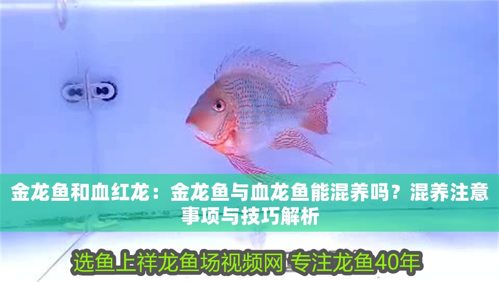 金龍魚和血紅龍：金龍魚與血龍魚能混養嗎？混養注意事項與技巧解析