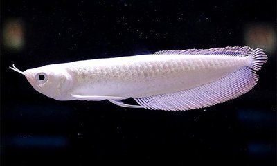 龍魚豎著游為什么：龍魚為什么會豎著游