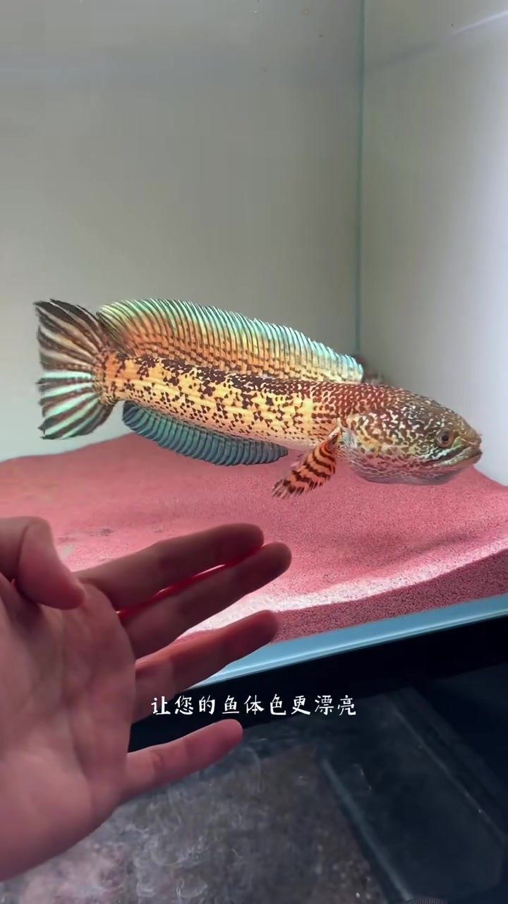 雷龍飼料十大排名