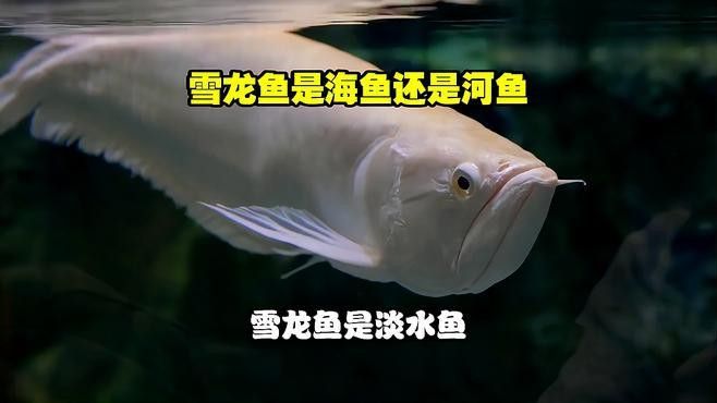 雪龍魚的特點(diǎn)是什么？