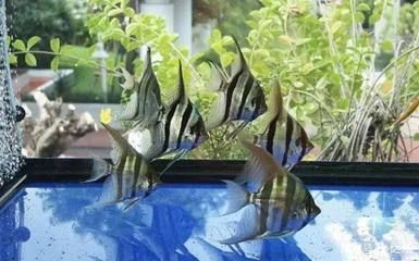 如何挑選龍魚幼苗：如何挑選龍魚幼苗，