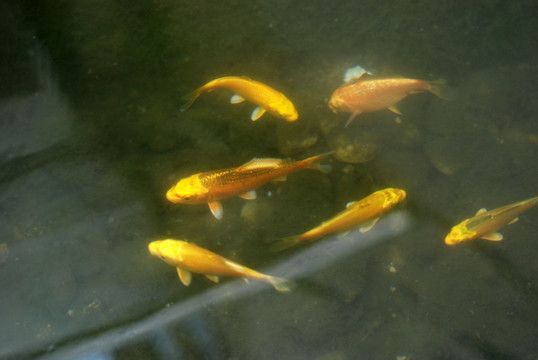 金龍魚觀賞魚是哪個國家金龍魚觀賞魚起源于哪個國家：金龍魚觀賞魚是哪個國家的？