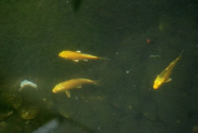 金龍魚觀賞魚是哪個國家金龍魚觀賞魚起源于哪個國家：金龍魚觀賞魚是哪個國家的？