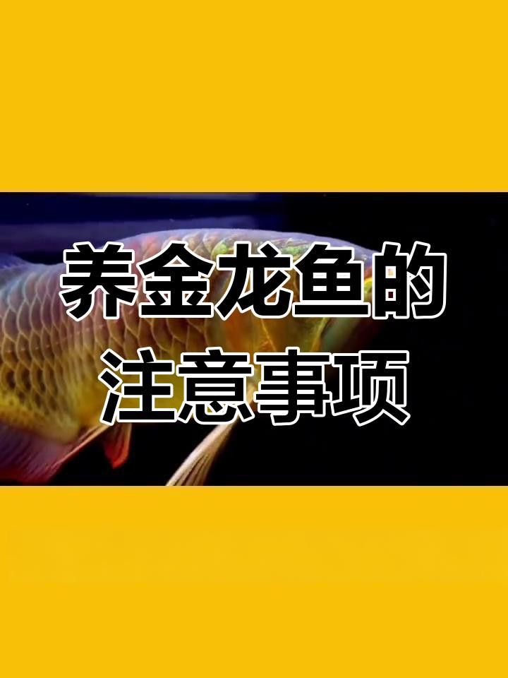 如何穩定金龍魚飼養環境中的溫度？ 如何穩定金龍魚飼養環境中的溫度？ 龍魚百科 第4張