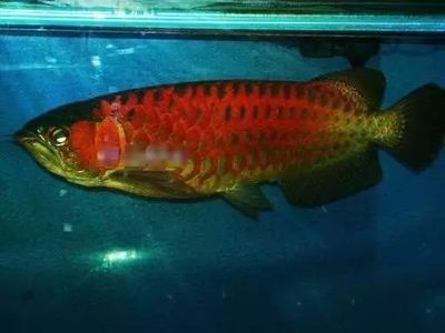 黑帶龍魚的飼養方法：飼養黑帶龍魚需要注意其強烈的領地意識和對水質的要求
