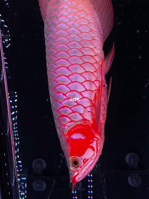 紅龍魚高清壁紙圖片