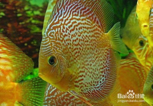 紅龍魚怎么養體型好看呢視頻講解（紅龍魚怎么養體型好看呢視頻講解下載）