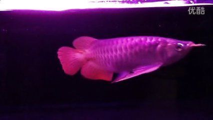 金頭過背金龍魚多少錢一條赤龍魚多少錢一條：赤龍魚多少錢一條，赤龍魚價格一般多少錢一條