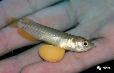 龍魚煮幾分鐘就熟了：龍魚煮熟時間主要取決于其烹飪方式和具體品種和具體品種