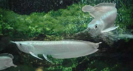 龍魚煮幾分鐘就熟了：龍魚煮熟時間主要取決于其烹飪方式和具體品種和具體品種