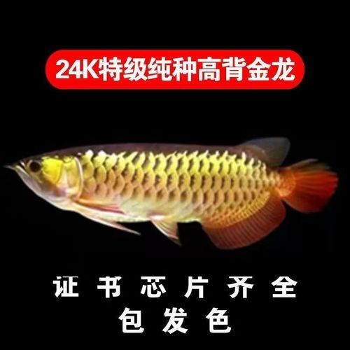 高背金龍魚會發(fā)色嗎圖片大全 高背金龍魚會發(fā)色嗎圖片大全 龍魚百科 第2張