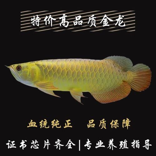 高背金龍魚會發(fā)色嗎圖片大全 高背金龍魚會發(fā)色嗎圖片大全 龍魚百科 第7張
