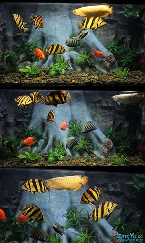 金龍魚與虎魚混養好不好呢圖片