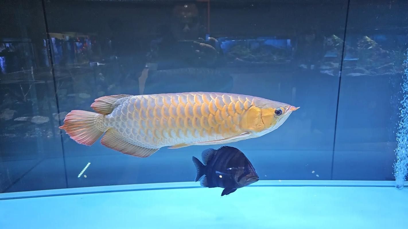 金龍魚與虎魚混養好不好呢圖片