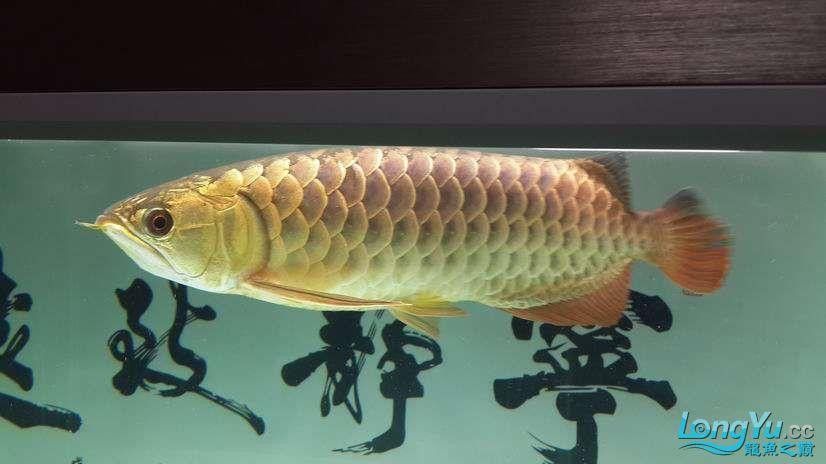 金龍魚與虎魚混養好不好呢圖片