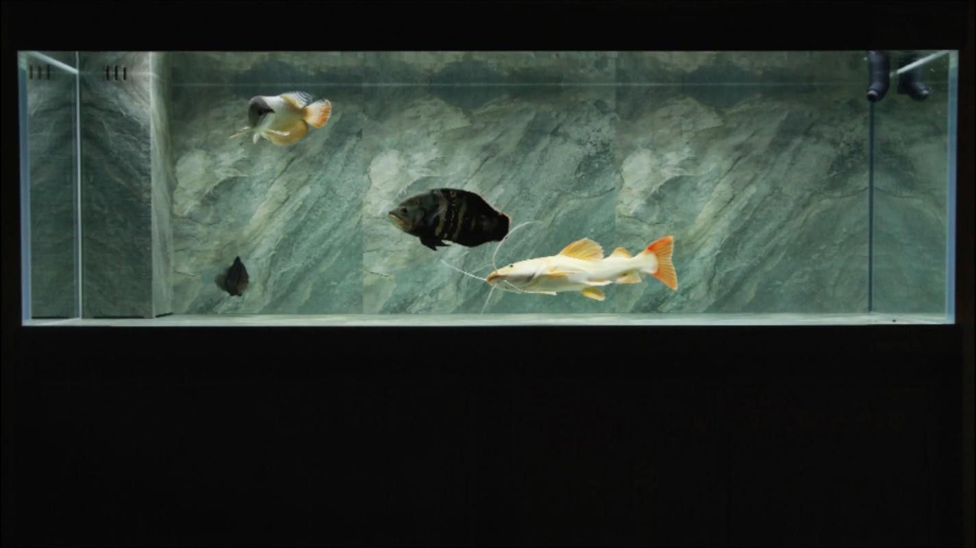 金龍魚與虎魚混養好不好呢圖片