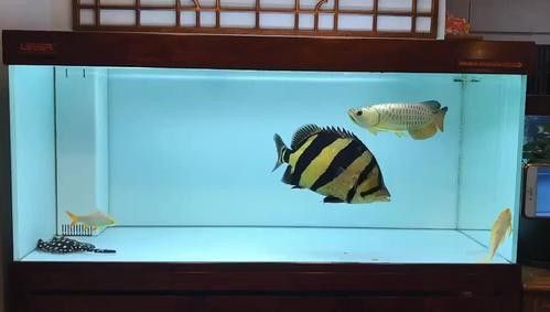 金龍魚與虎魚混養好不好呢圖片