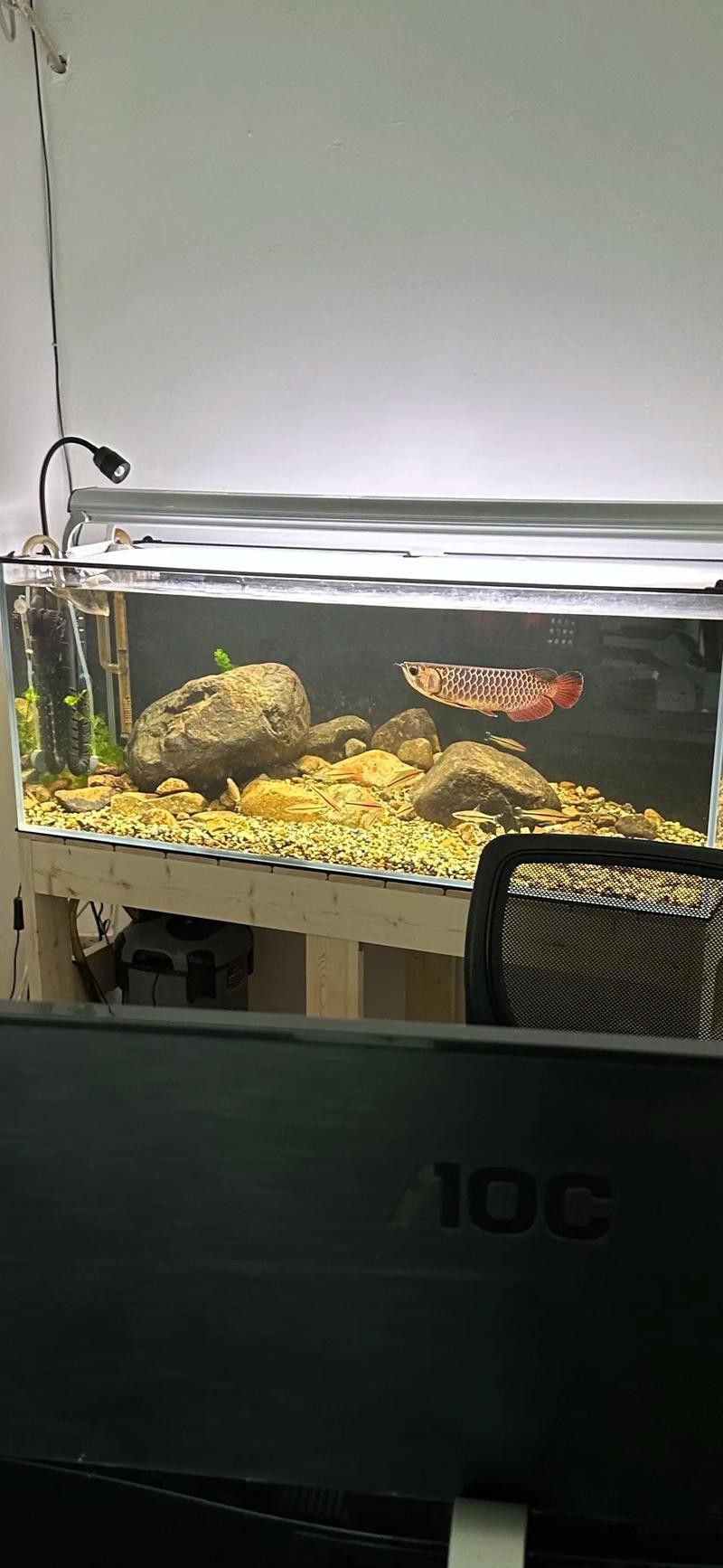 金龍魚與虎魚混養好不好呢圖片