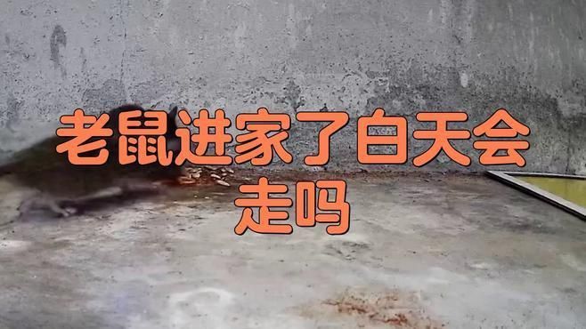 赤瞳龍魚：赤瞳龍魚是一種熱帶觀賞魚，具有獨特的外觀和特定的飼養需求