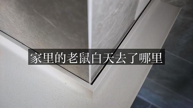 赤瞳龍魚：赤瞳龍魚是一種熱帶觀賞魚，具有獨特的外觀和特定的飼養需求