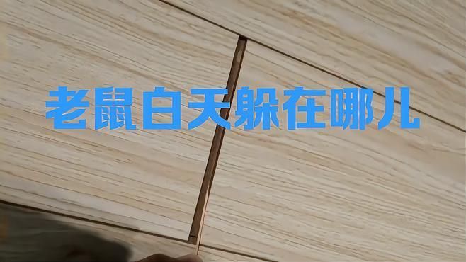 赤瞳龍魚：赤瞳龍魚是一種熱帶觀賞魚，具有獨特的外觀和特定的飼養需求