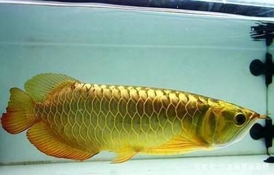 金龍魚水族箱的價格：如何選擇金龍魚水族箱