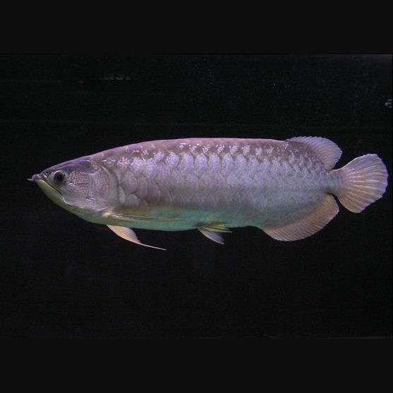 緬甸龍魚