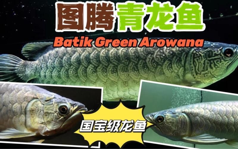 緬甸龍魚