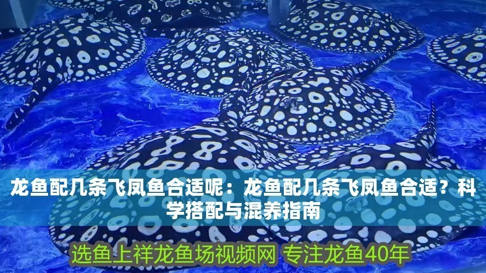 龍魚配幾條飛鳳魚合適呢：龍魚配幾條飛鳳魚合適？科學(xué)搭配與混養(yǎng)指南