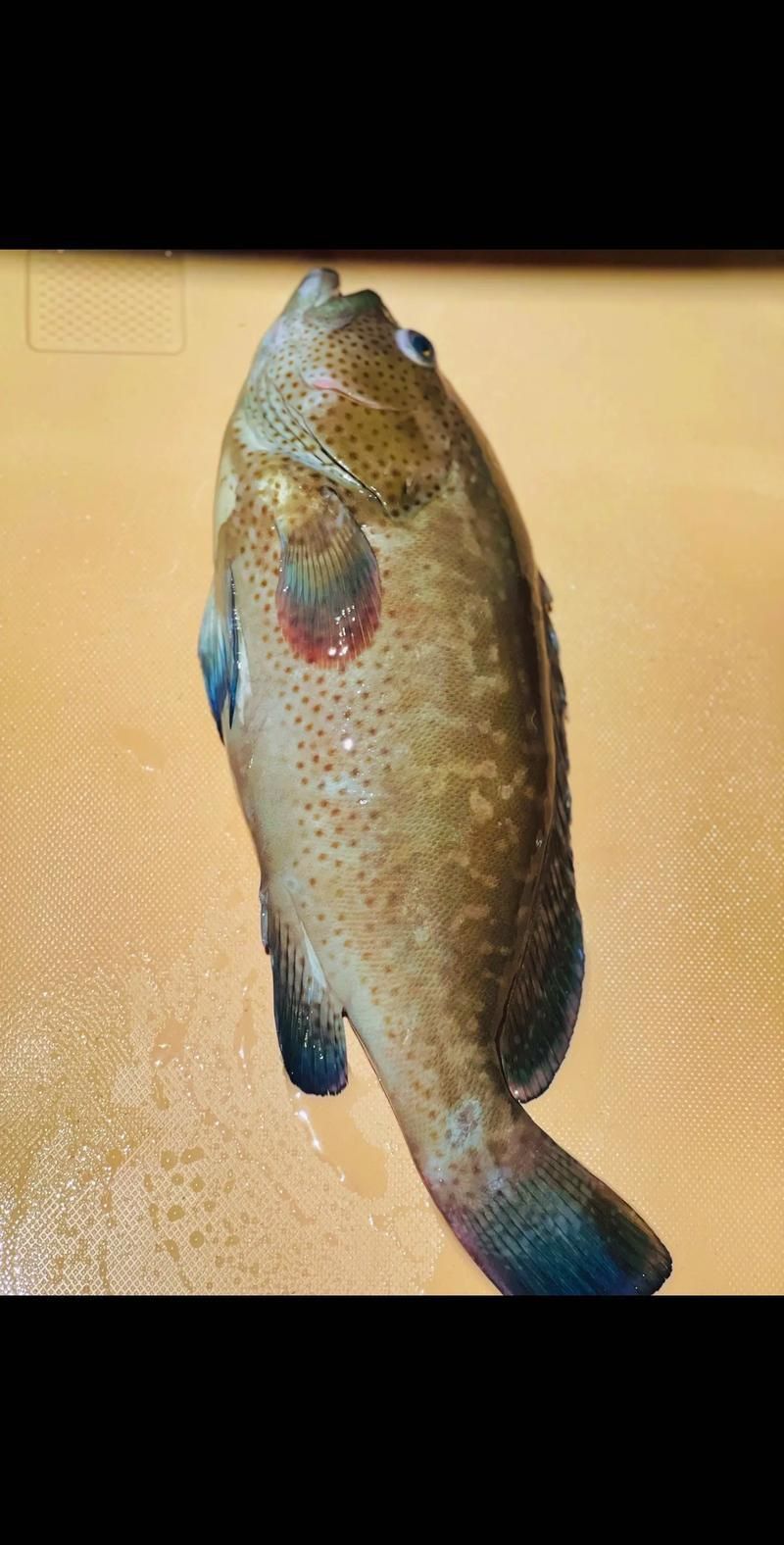 藍斑魚圖片