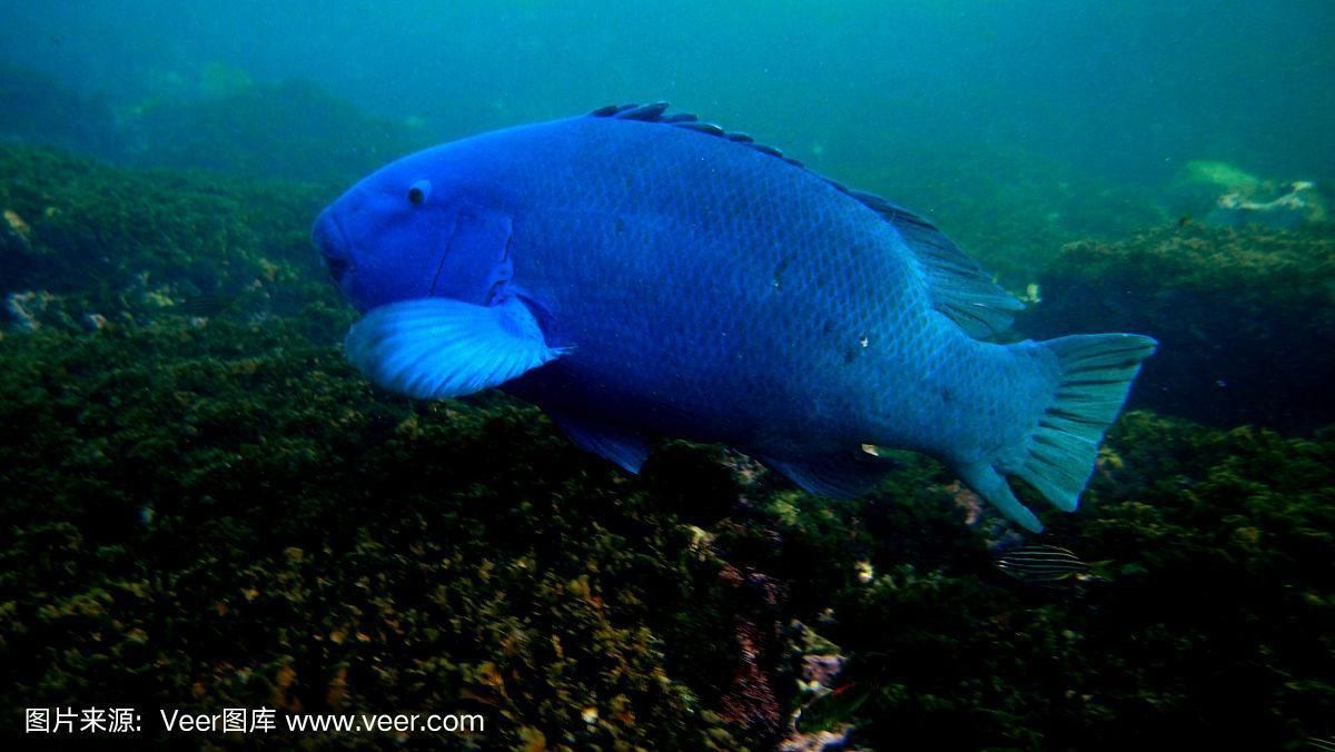 藍斑魚圖片