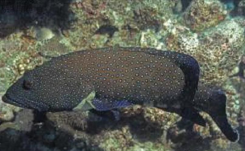藍斑魚圖片