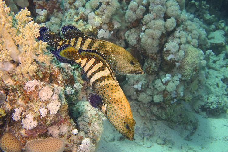 藍斑魚圖片