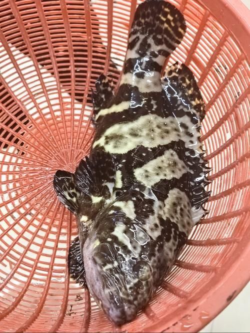 藍斑魚圖片