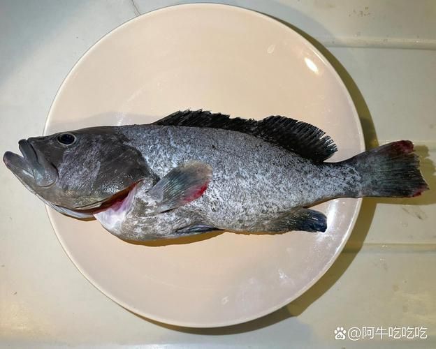 藍斑魚圖片