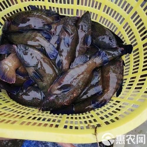 藍斑魚圖片